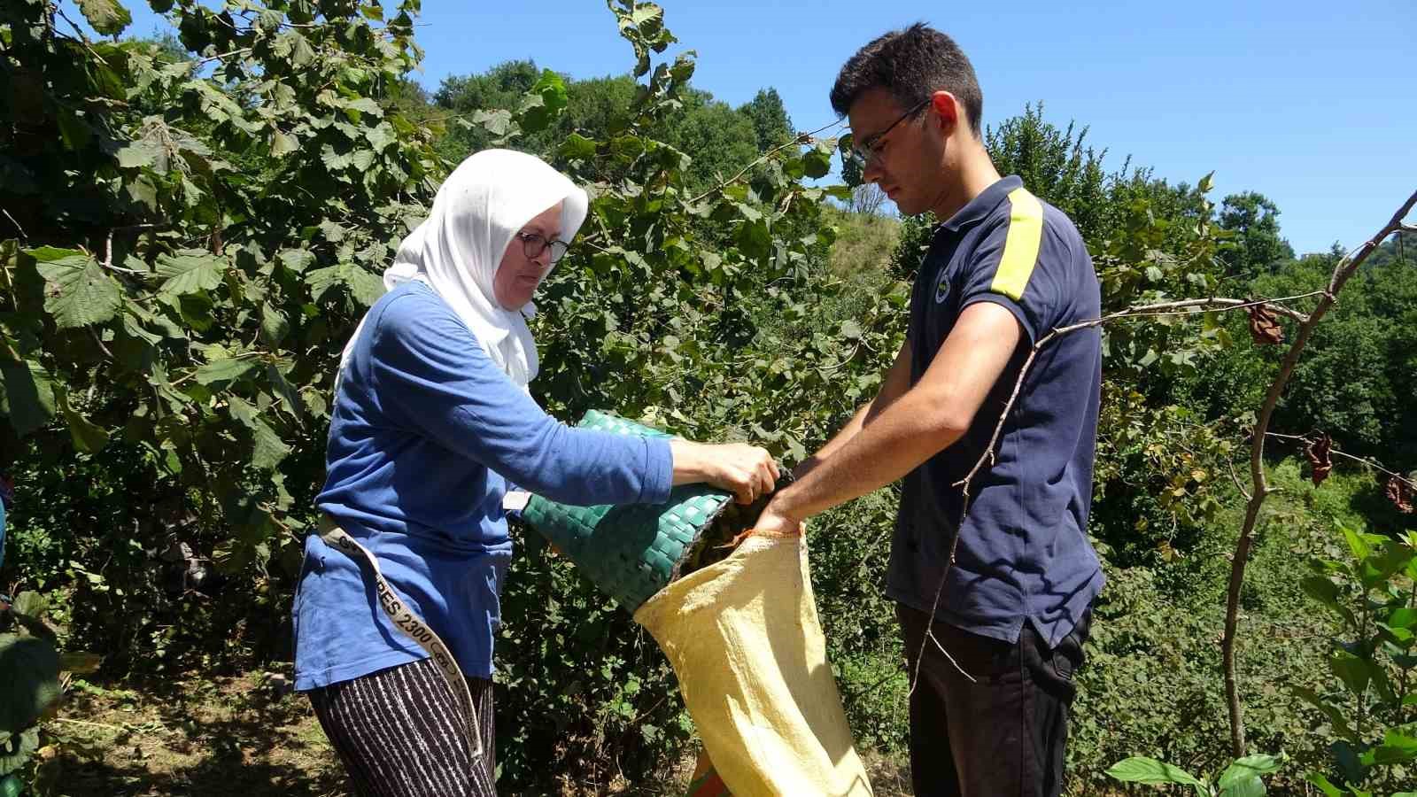 Giresun’da fındık hasadı başladı
