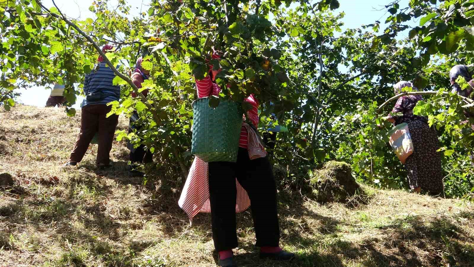 Giresun’da fındık hasadı başladı
