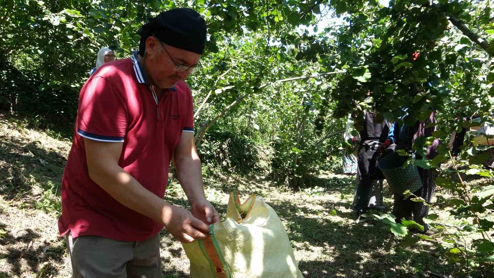 Giresun’da fındık hasadı başladı
