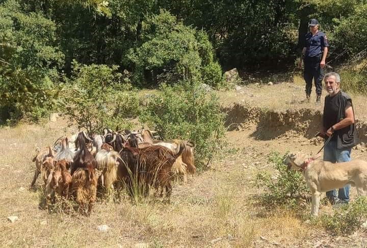 Kaybettiği  küçükbaş hayvanlarını jandarma buldu
