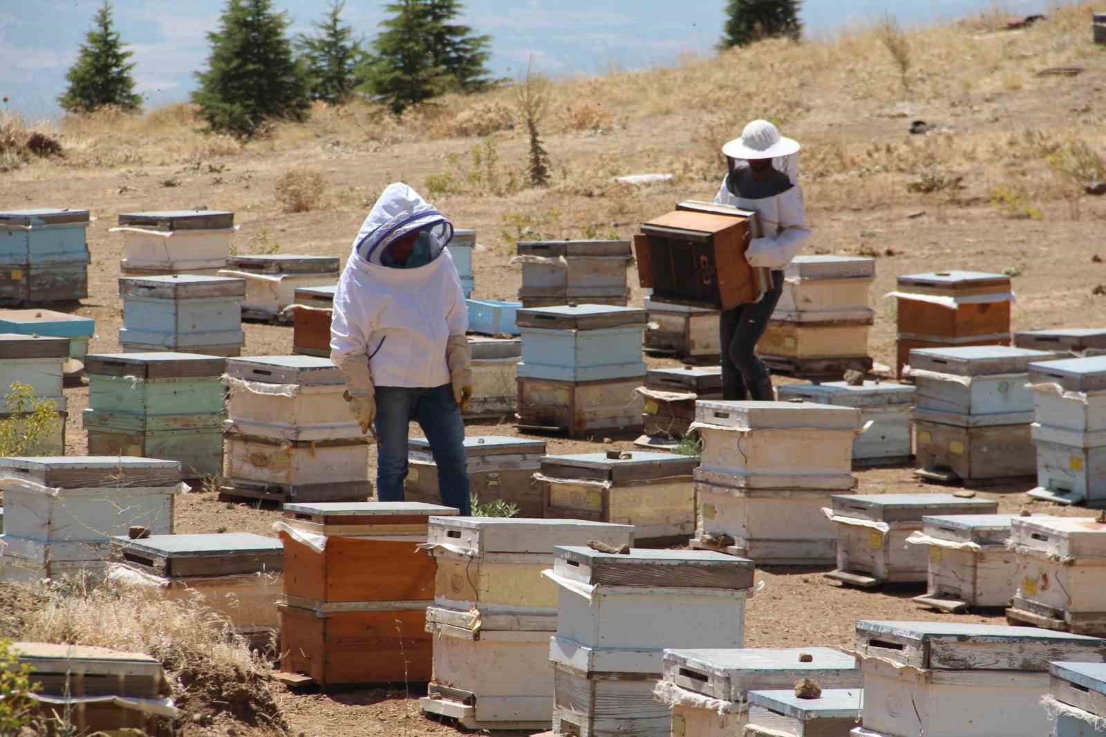 Erzincanlı arıcıların “tatlı” hasat telaşı başladı
