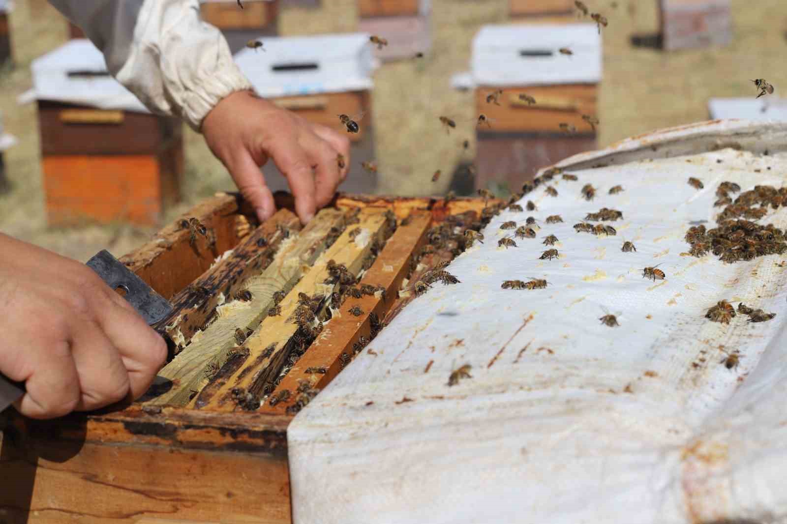 Erzincanlı arıcıların “tatlı” hasat telaşı başladı
