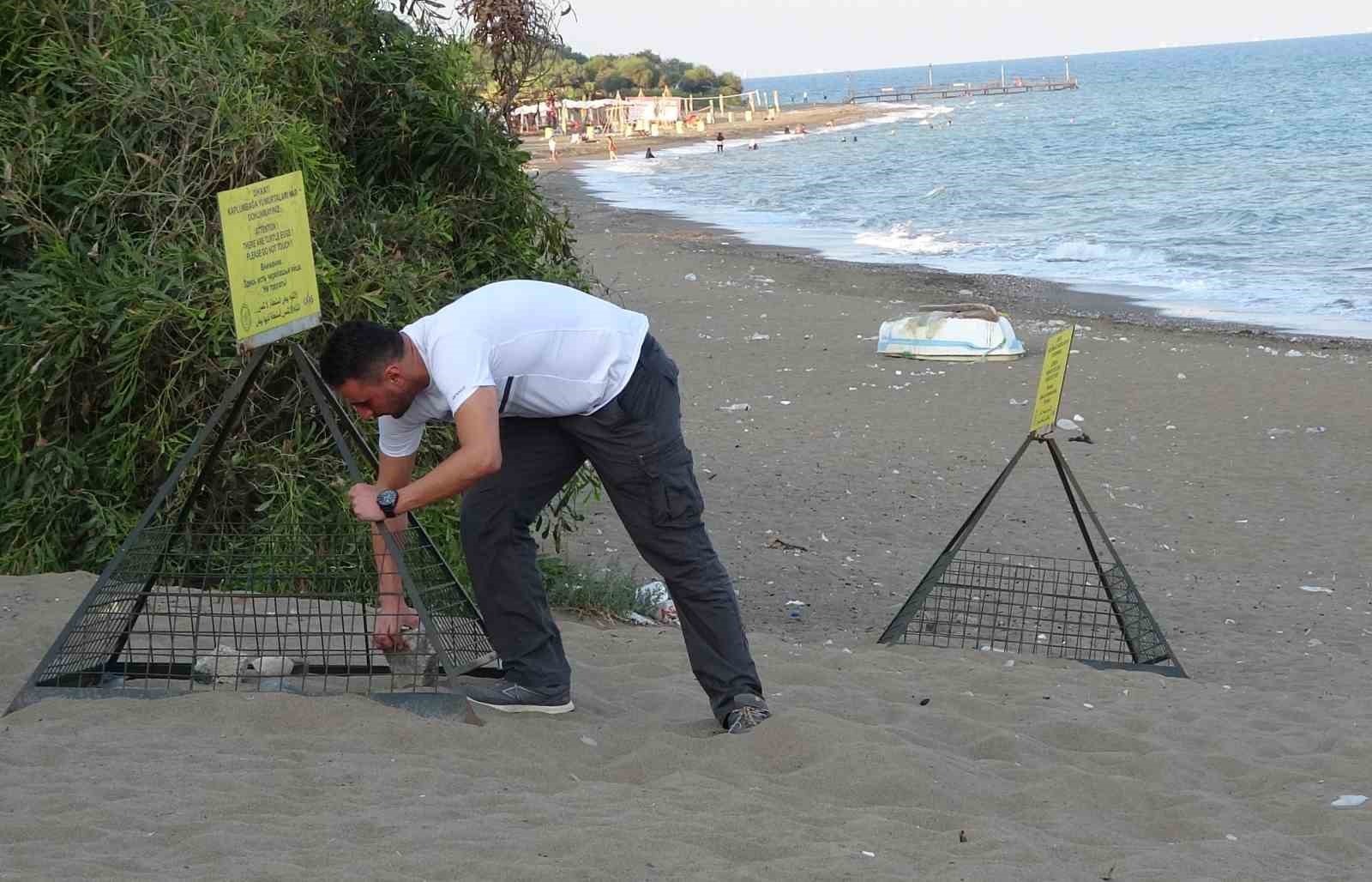 200 binden fazla deniz kaplumbağası Akdeniz’le buluşuyor: İlk yavrular çıktı
