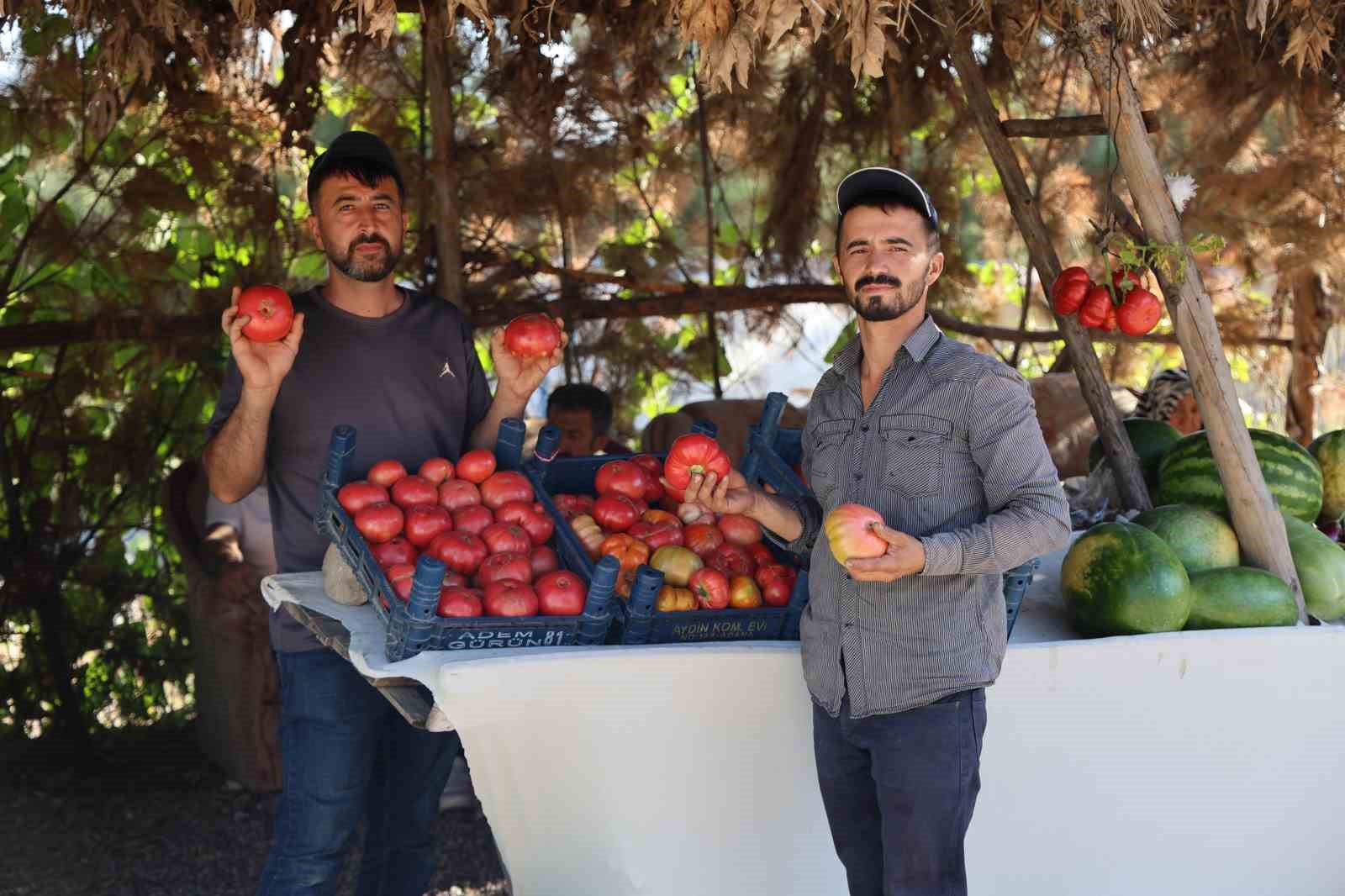 At ve katırlarla domates hasadı
