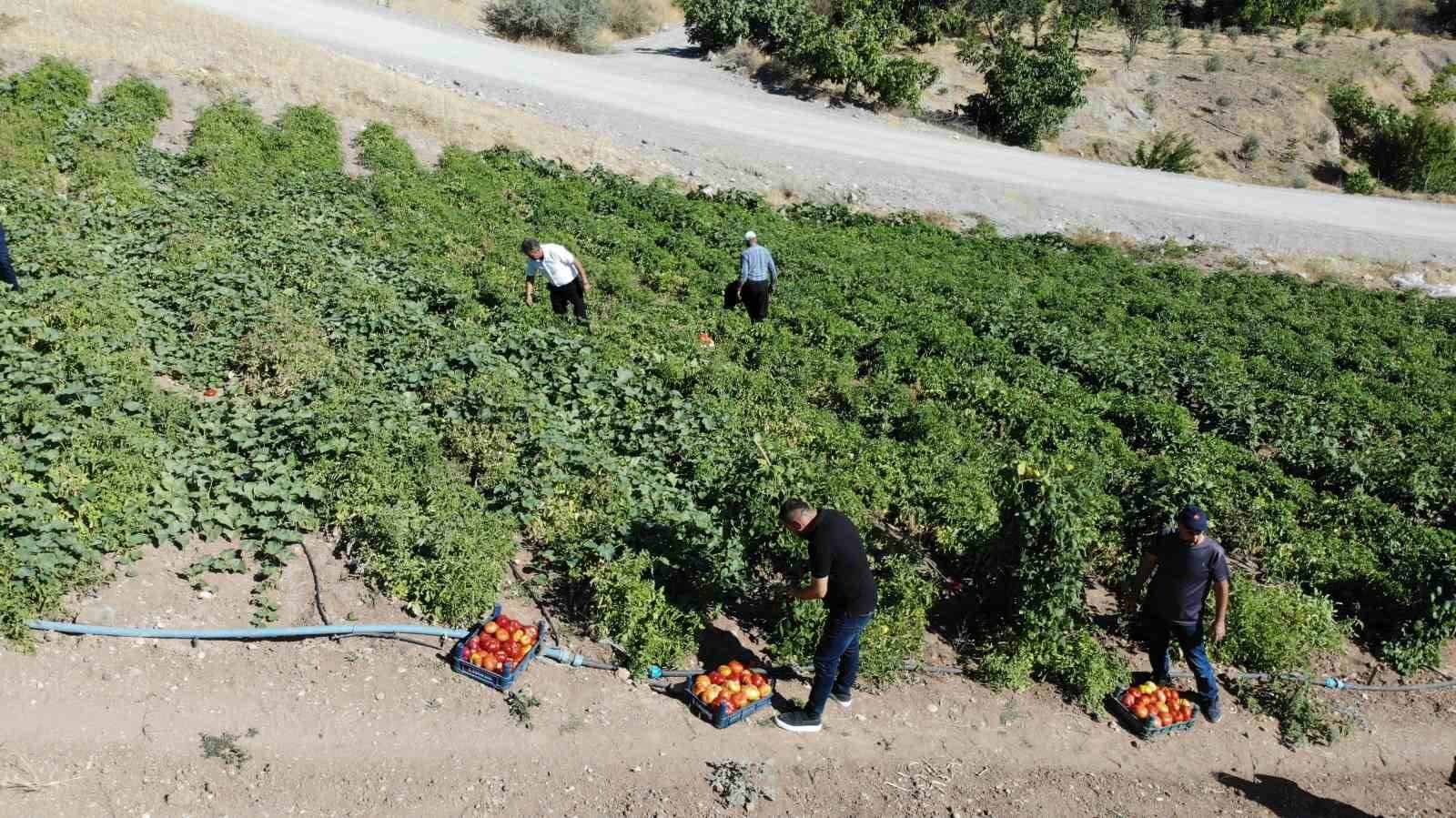 At ve katırlarla domates hasadı
