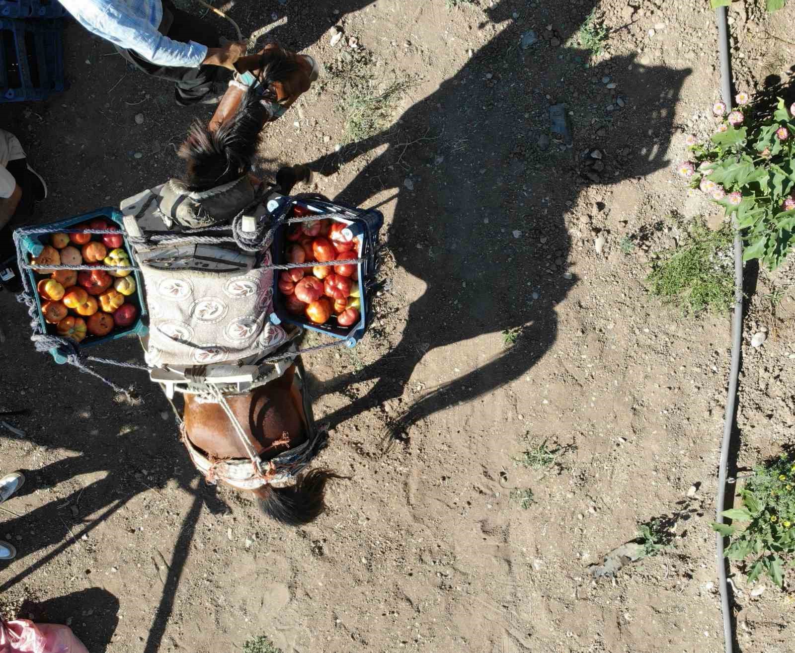 At ve katırlarla domates hasadı
