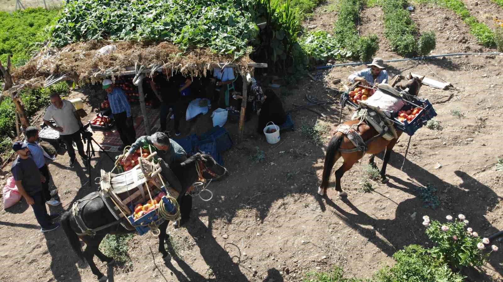 At ve katırlarla domates hasadı
