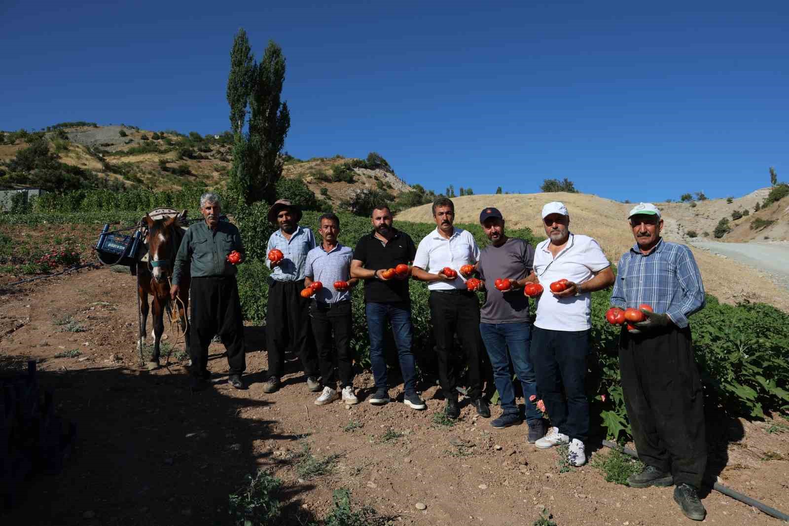 At ve katırlarla domates hasadı
