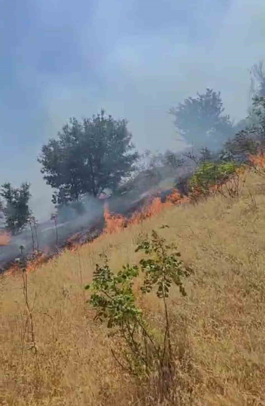 Diyarbakır’da ormanlık alanda çıkan örtü yangını söndürüldü
