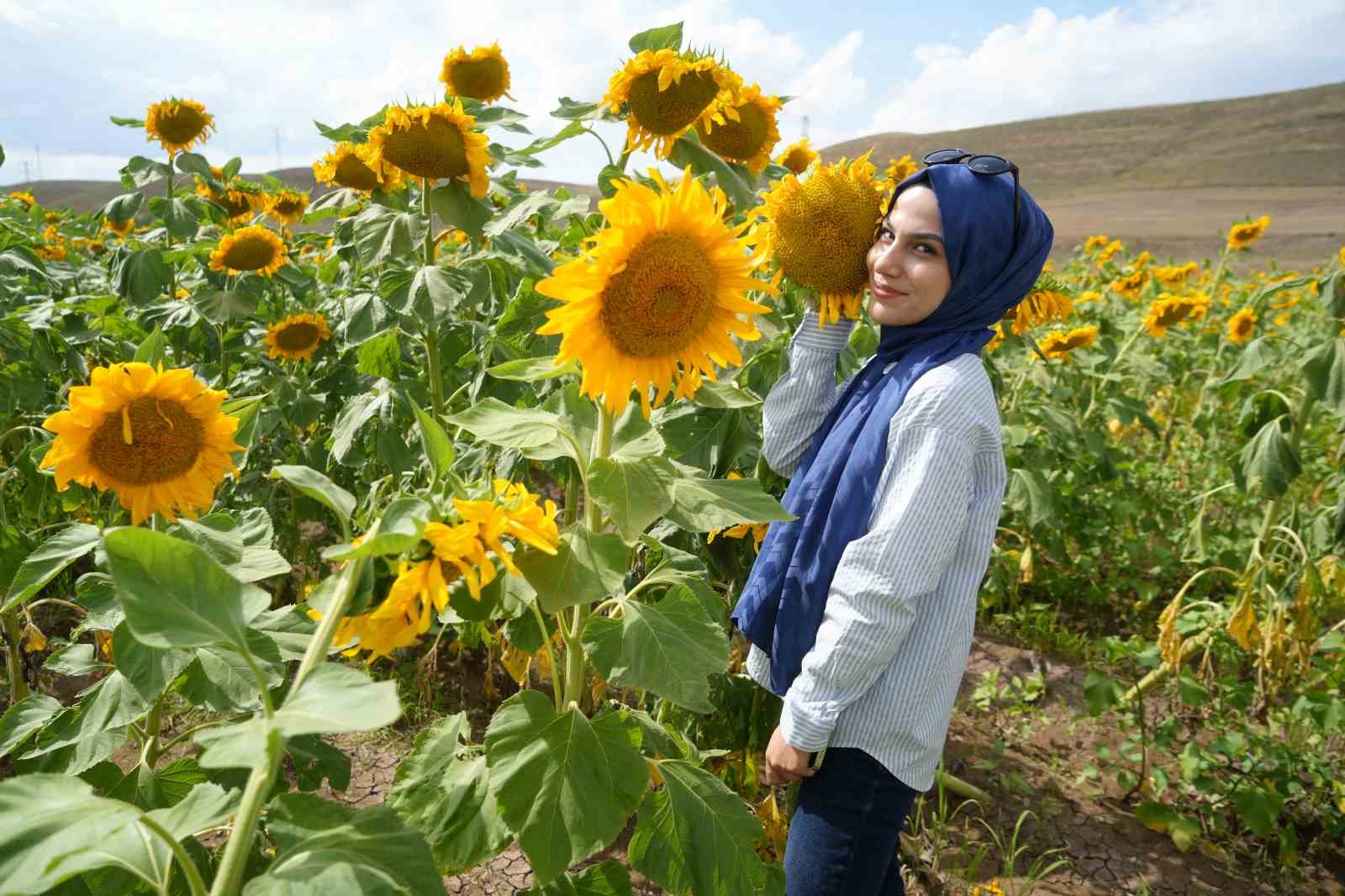 Erzincan’da ayçiçeği tarlaları sarının her tonuyla güneşi kıskandırıyor
