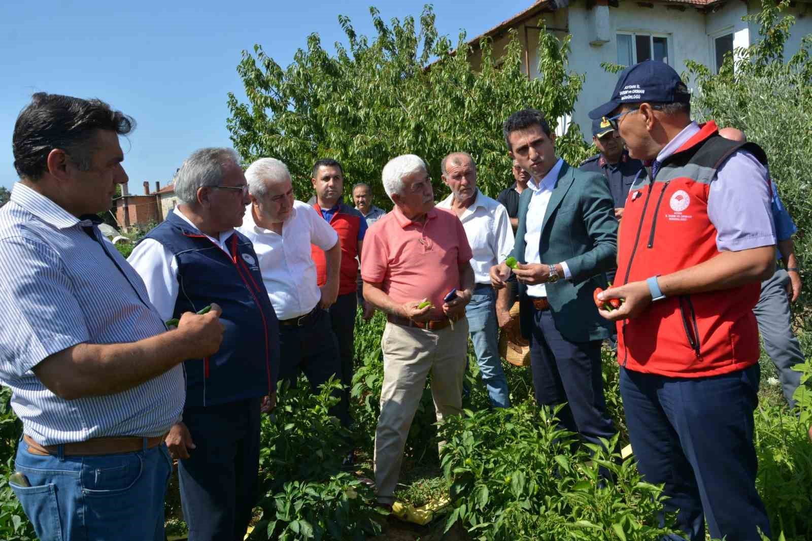 Bozdoğan’da turşuluk kardolua biber çeşidinin ilk hasadı yapıldı
