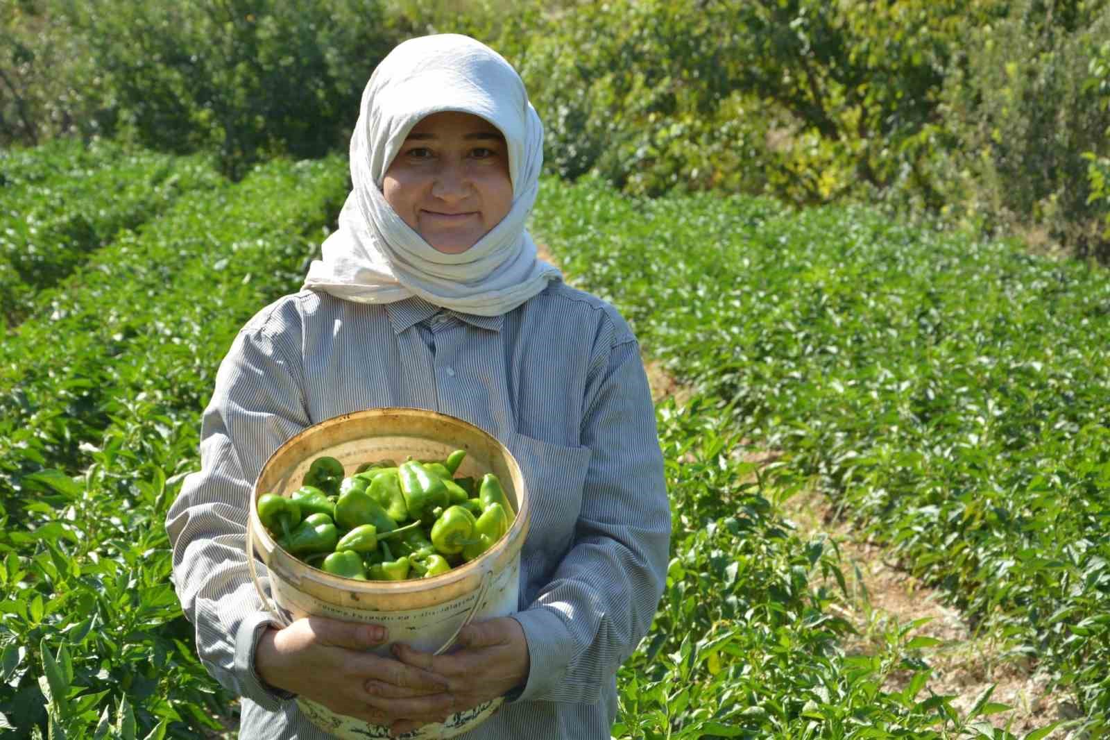 Bozdoğan’da turşuluk kardolua biber çeşidinin ilk hasadı yapıldı
