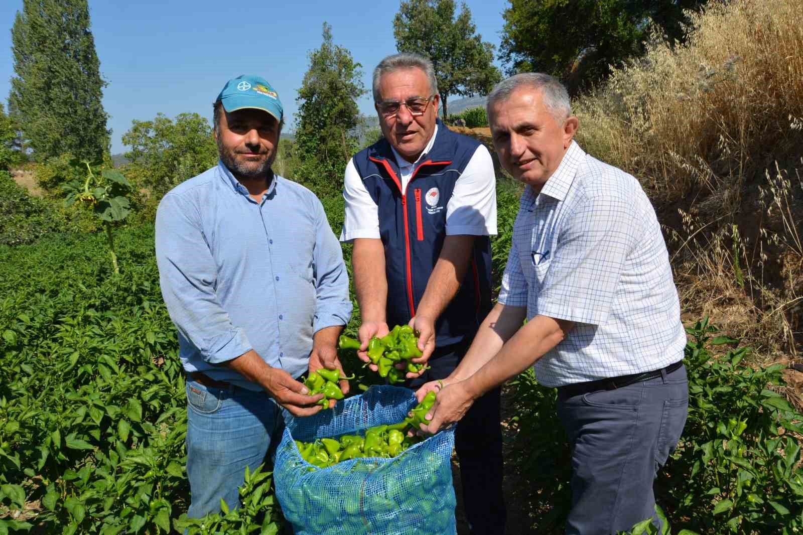 Bozdoğan’da turşuluk kardolua biber çeşidinin ilk hasadı yapıldı
