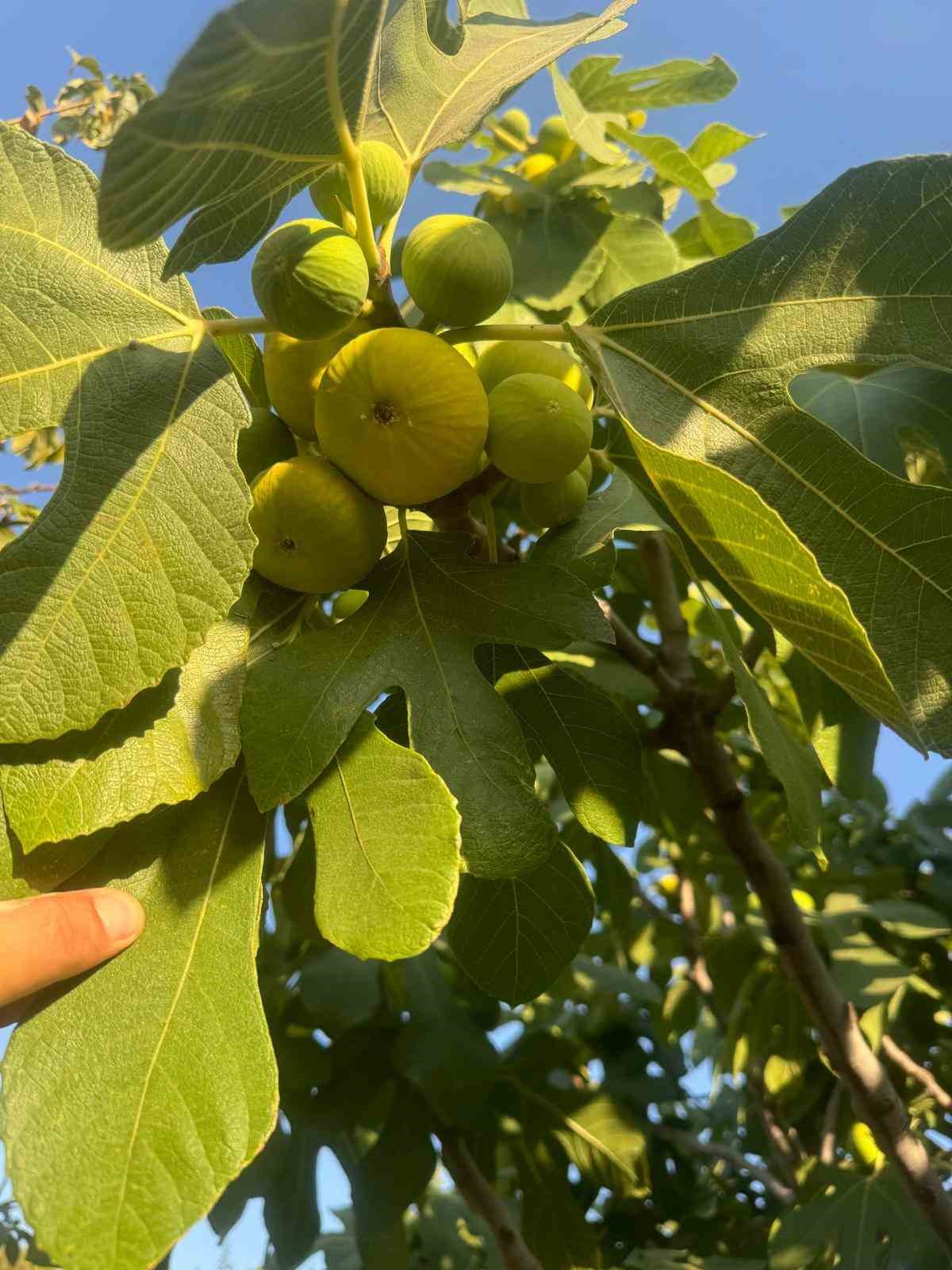 Sıcaklar incir sezonunu öne çekti
