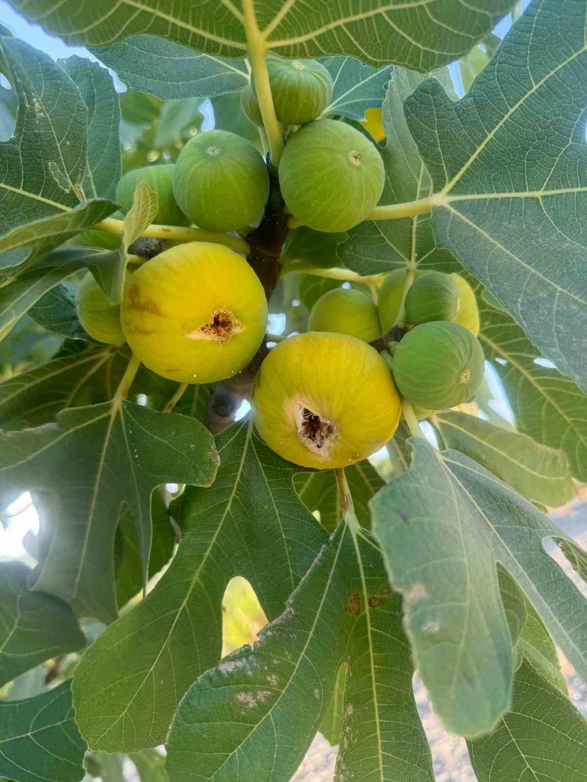 Sıcaklar incir sezonunu öne çekti
