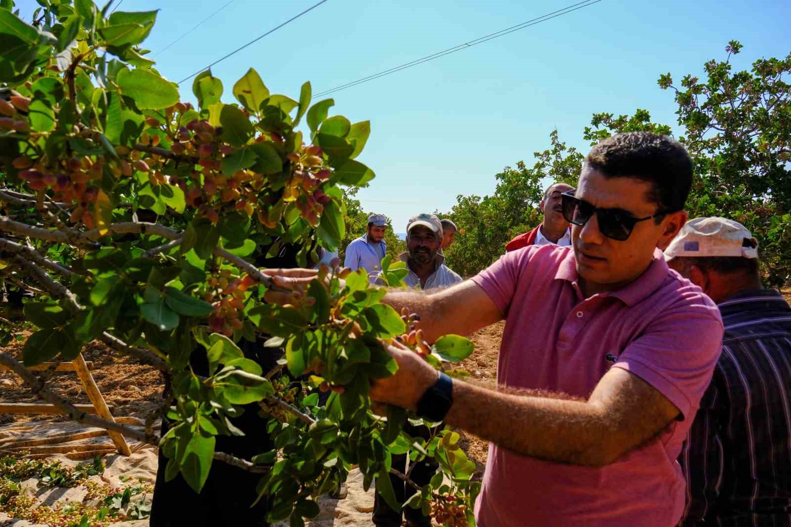 Birecik’te boz fıstık hasadı devam ediyor
