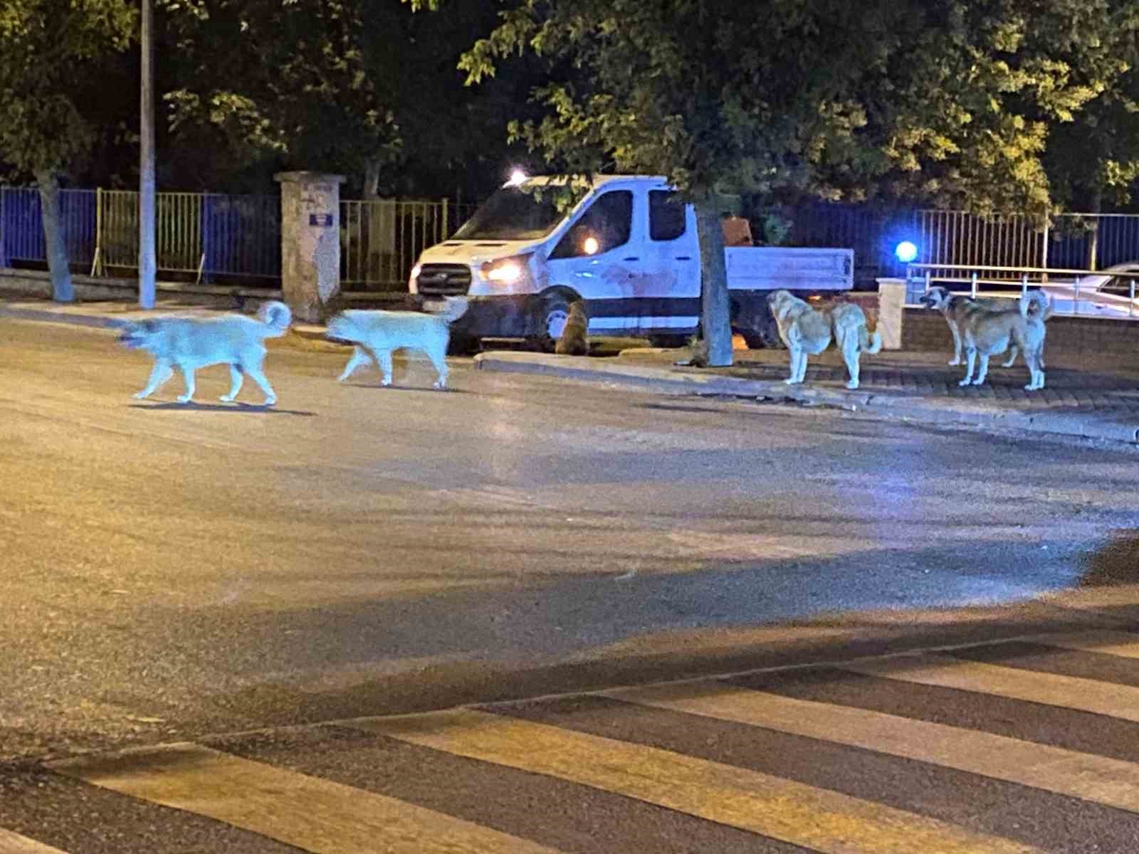 Sürü halinde gezen sokak hayvanları endişeye neden oluyor
