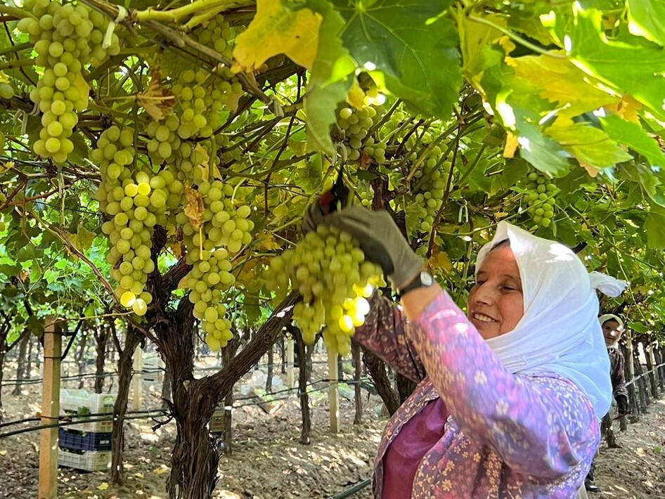 Sarıgöl’ün tek gündemi üzüm
