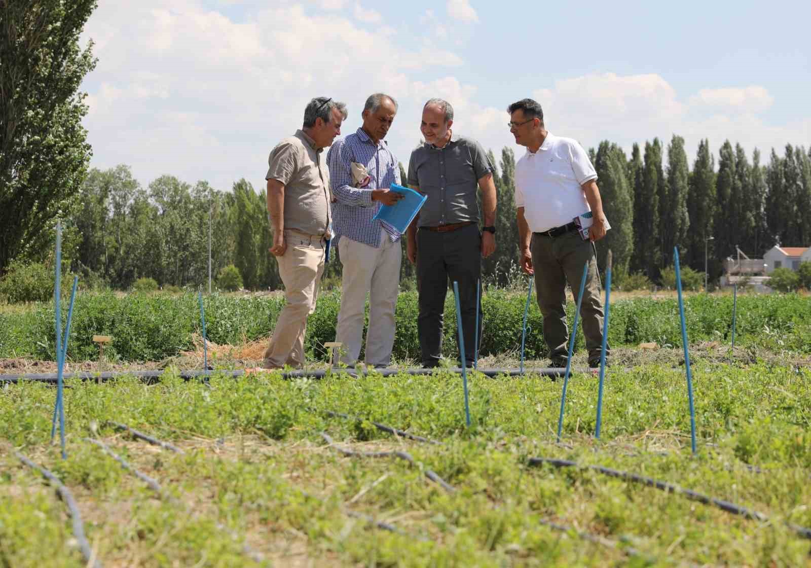 Niğde’de ‘İpek’ ismi verilen yeni yonca çeşidi geliştirildi
