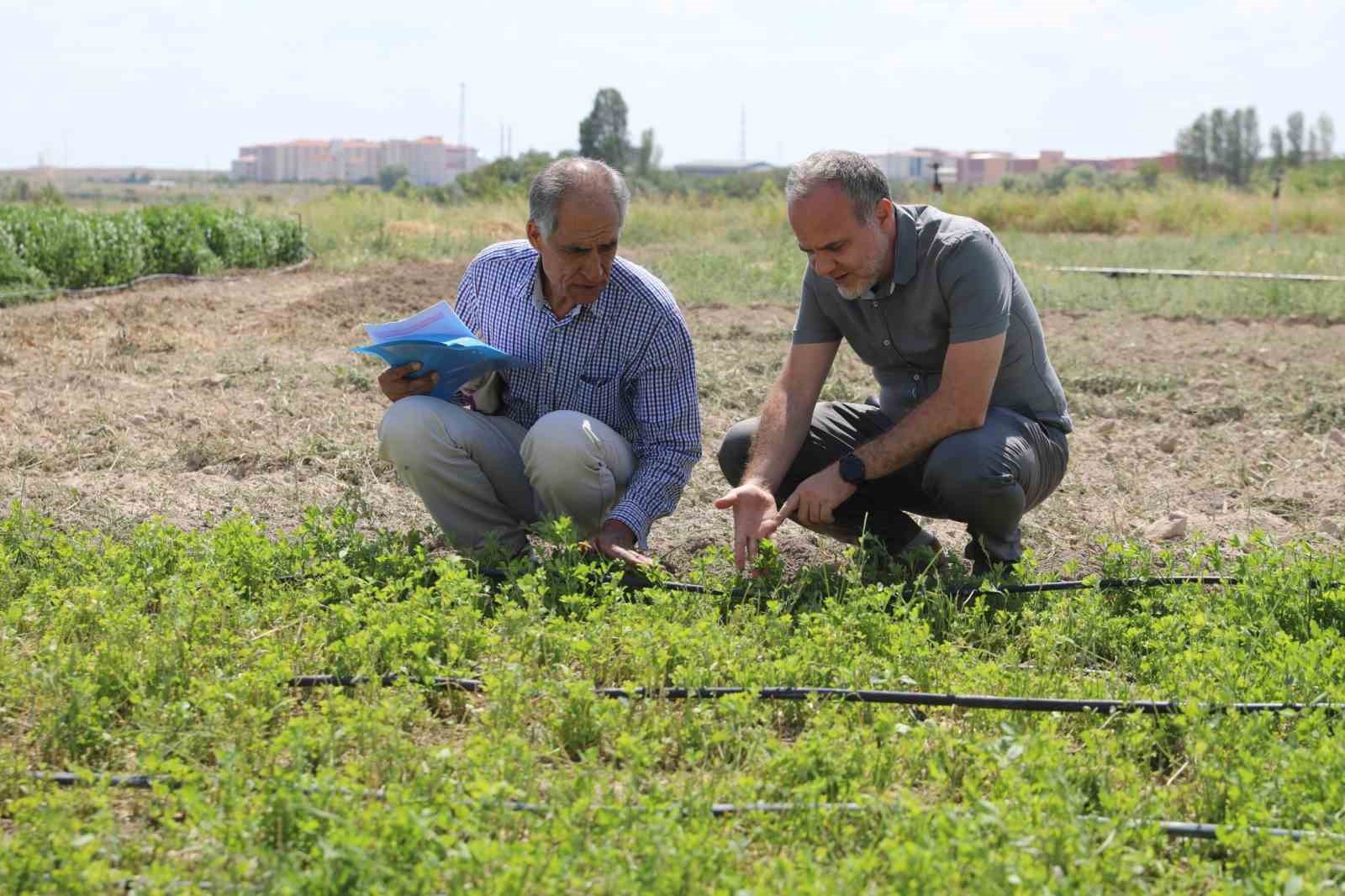 Niğde’de ‘İpek’ ismi verilen yeni yonca çeşidi geliştirildi
