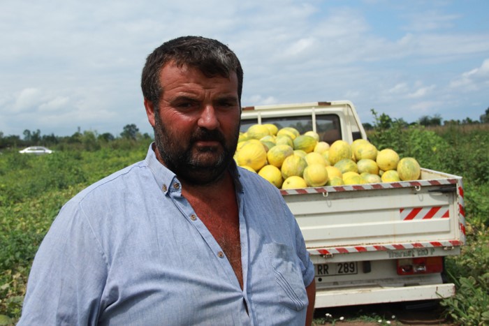 Baldan tatlı kavunda bereketli hasat
