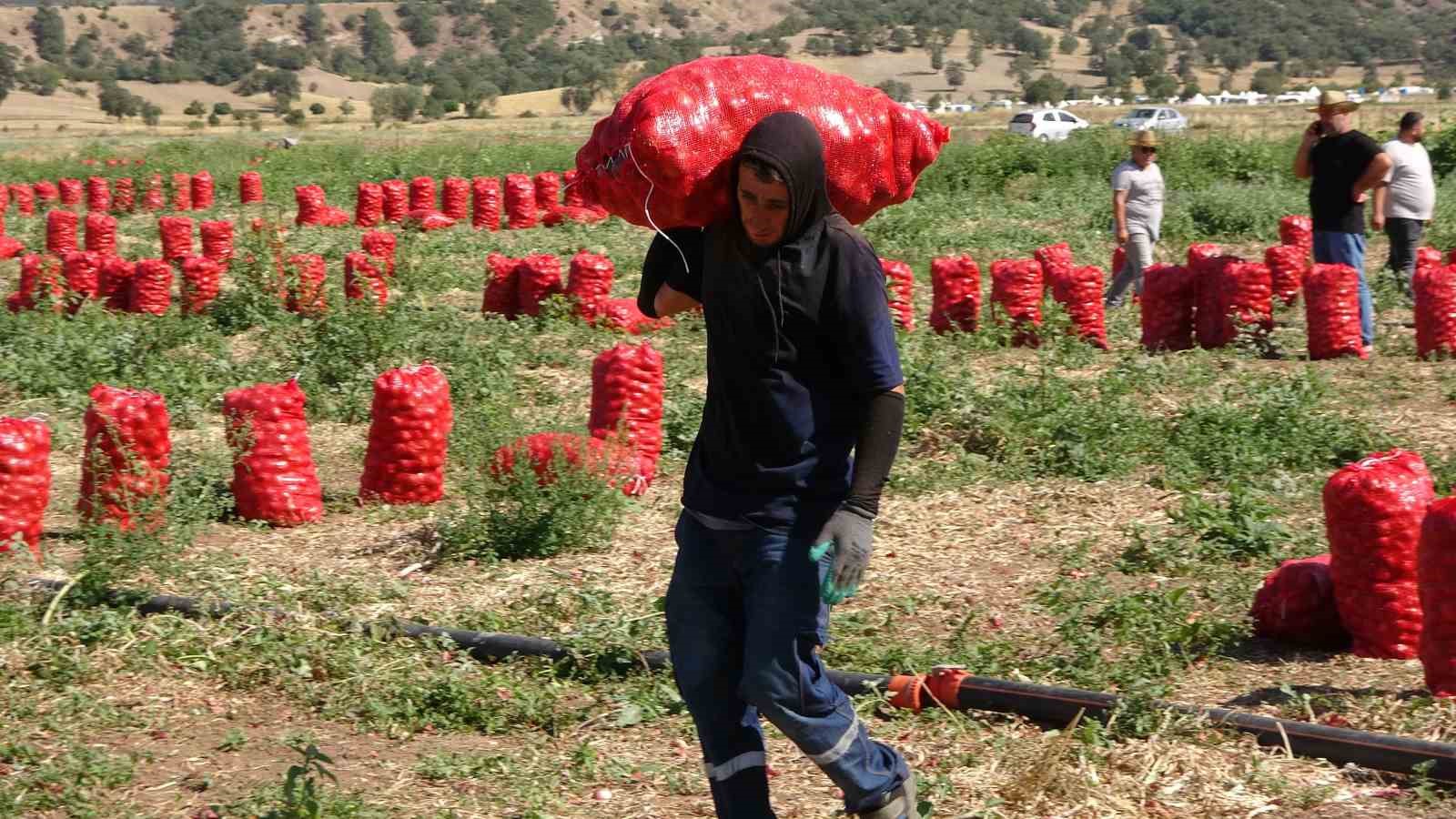 Soğanda hasat başladı: Tarlada 4, markette 10, pazarda ise 12 lira
