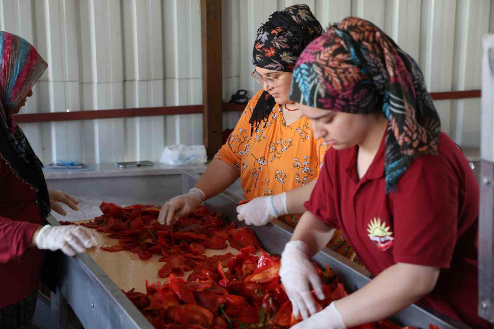 Kahramanmaraş’ta biber salçası telaşı
