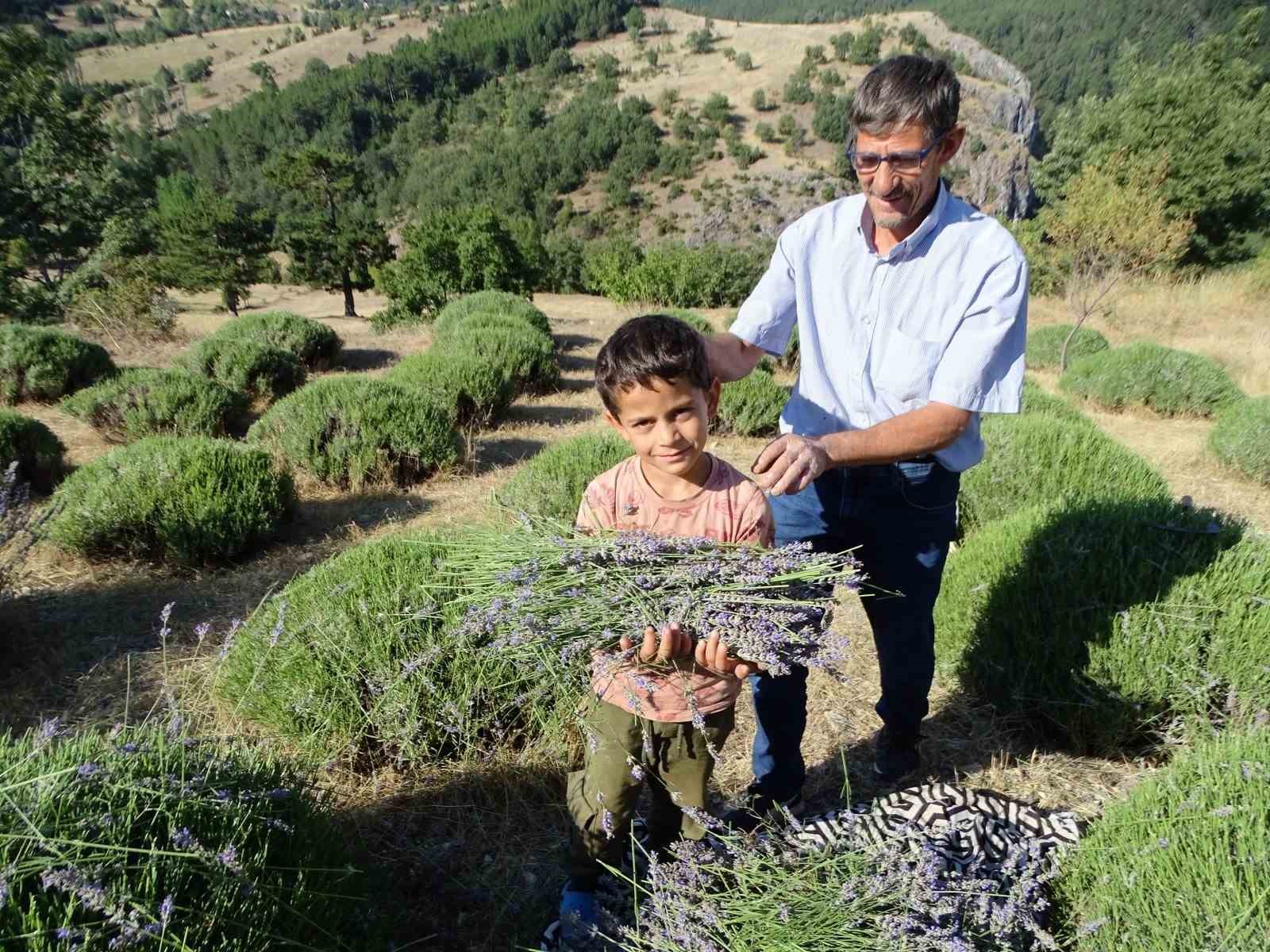 Köylü girişimci 6 yıldır geçimini lavantadan sağlıyor
