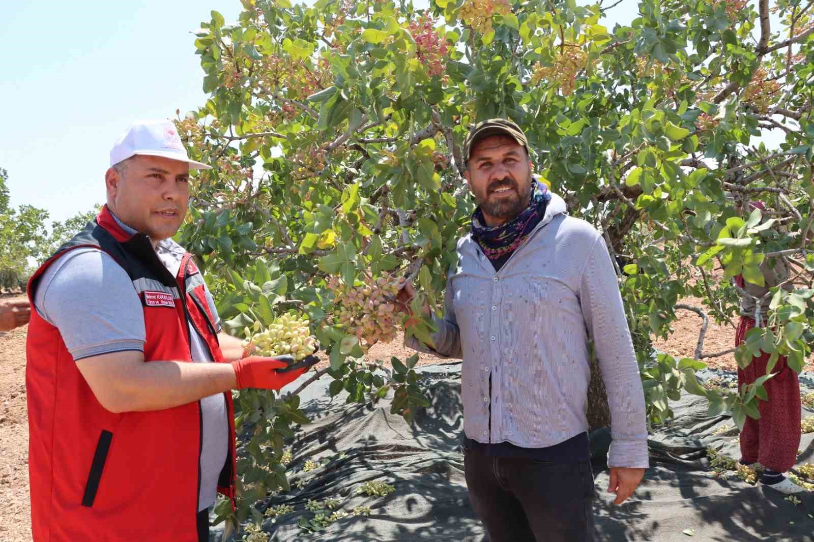 Gaziantep’te baklavalık boz Antep fıstığı hasadı başladı
