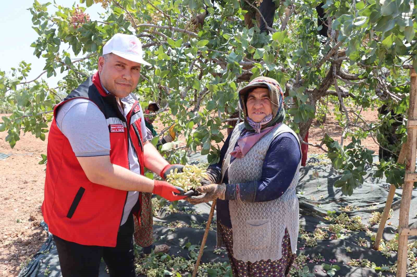 Gaziantep’te baklavalık boz Antep fıstığı hasadı başladı
