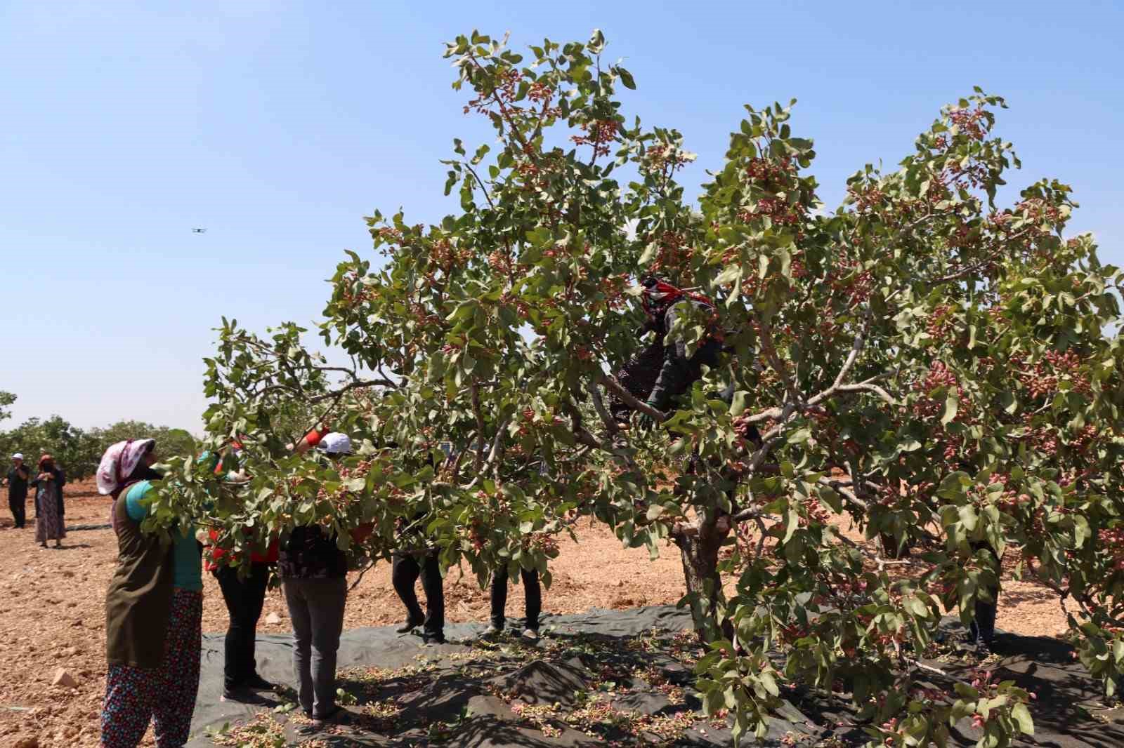 Gaziantep’te baklavalık boz Antep fıstığı hasadı başladı
