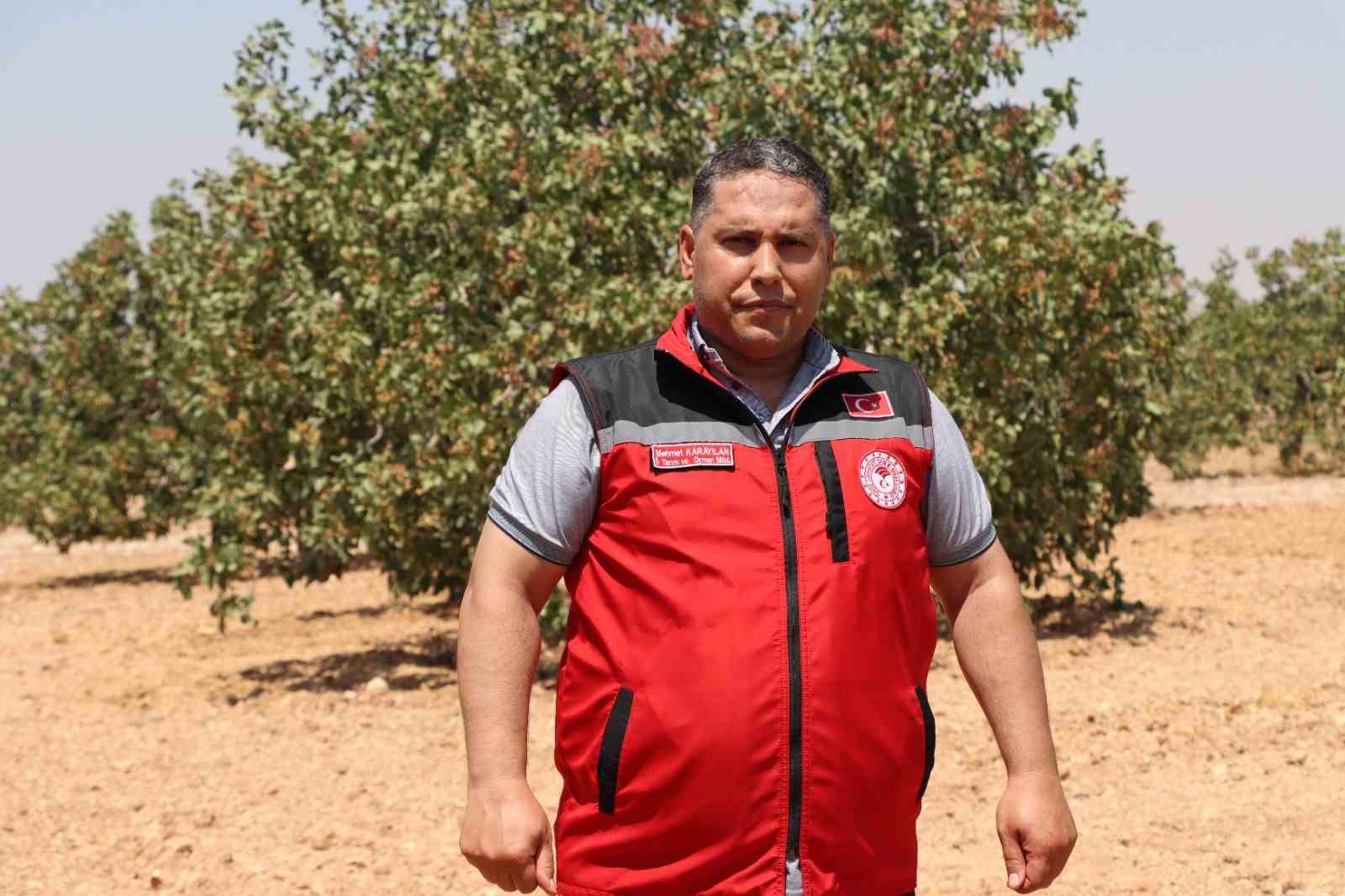 Gaziantep’te baklavalık boz Antep fıstığı hasadı başladı
