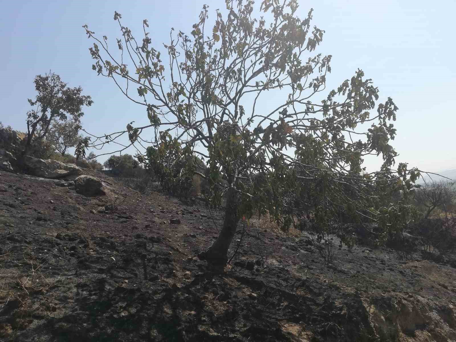 Yangından zarar gören tarımsal alanlarda incelemelerde bulunuldu
