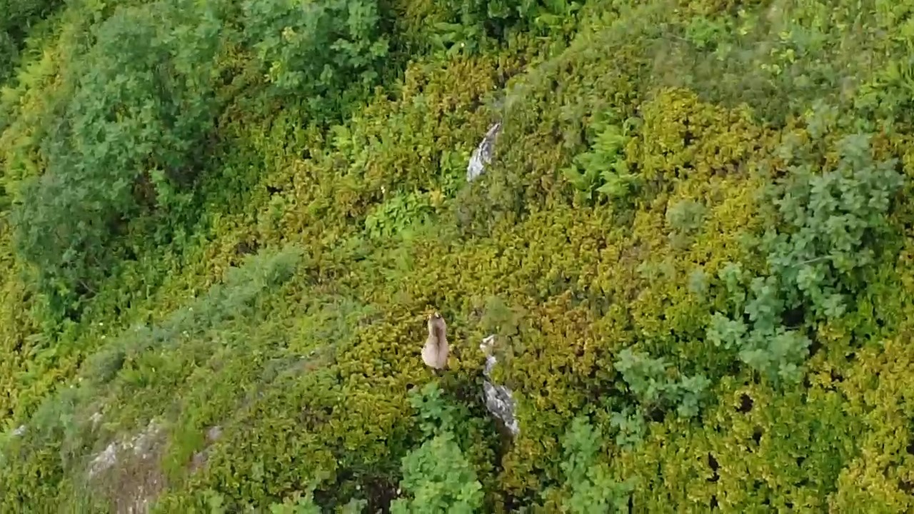 Rize’de yaylada koşturan boz ayı dron ile görüntülendi
