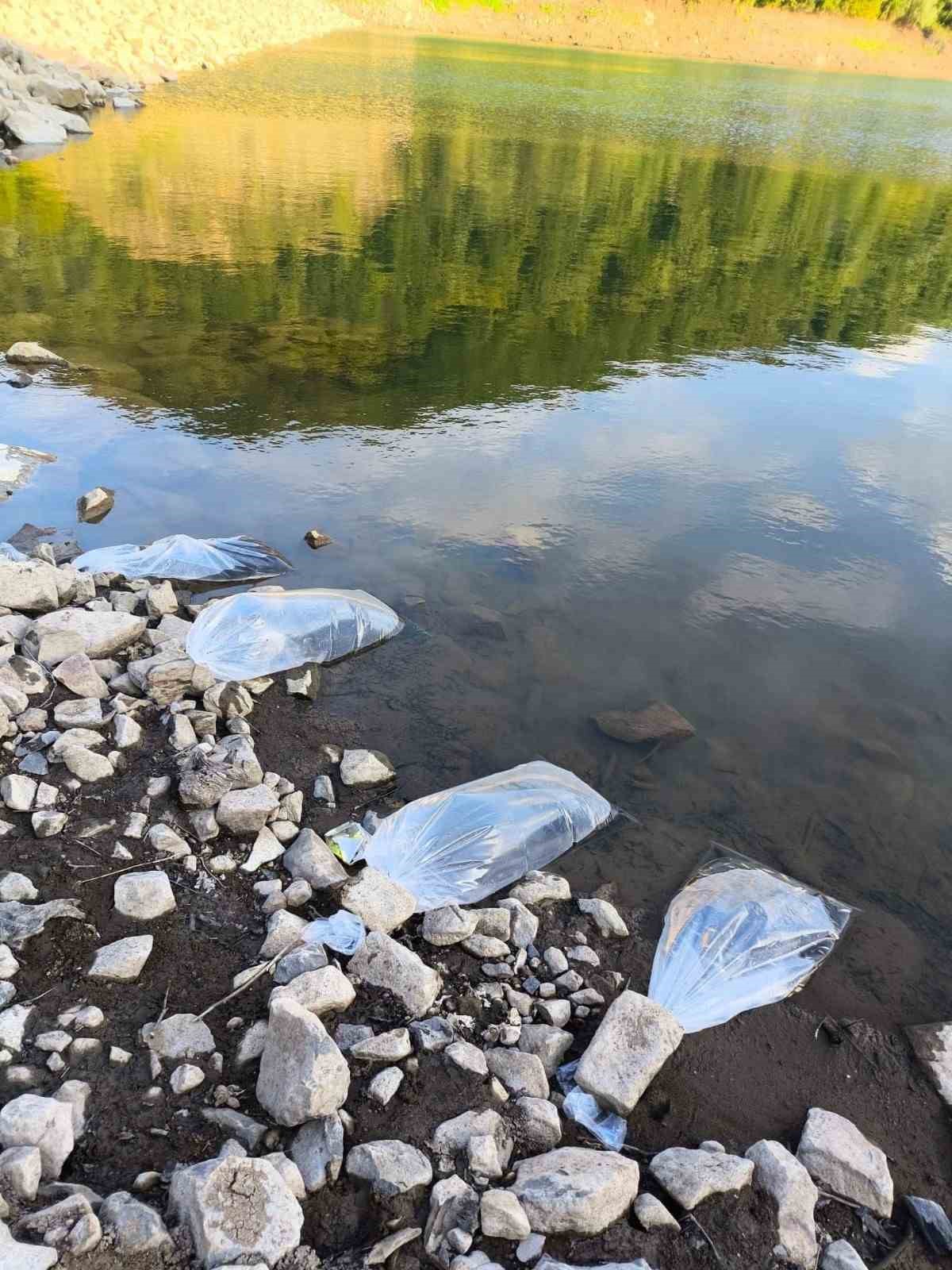 Yalova’da göletlere 100 bin yavru sazan balığı bırakıldı
