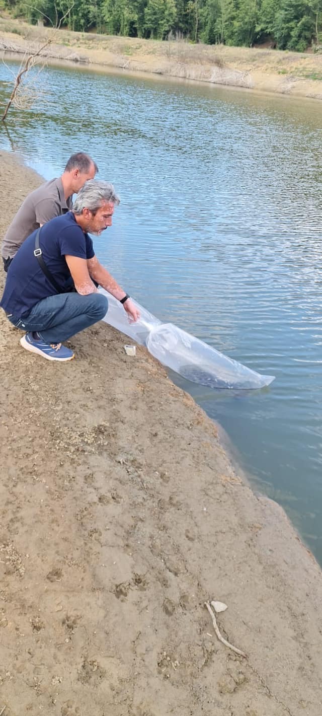 Yalova’da göletlere 100 bin yavru sazan balığı bırakıldı
