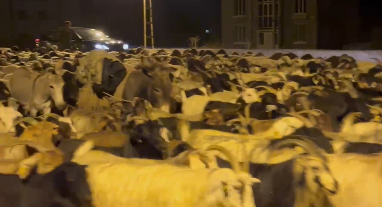 Koyun sürüsünün ilçe merkezinden geçişi sırasında renkli görüntüler ortaya çıktı
