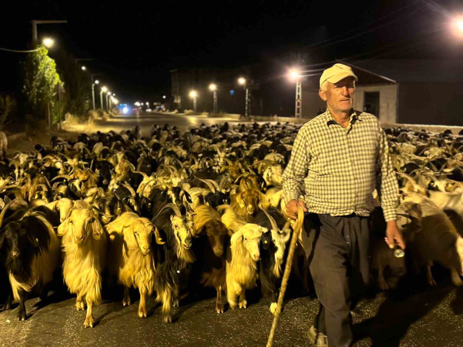 Koyun sürüsünün ilçe merkezinden geçişi sırasında renkli görüntüler ortaya çıktı
