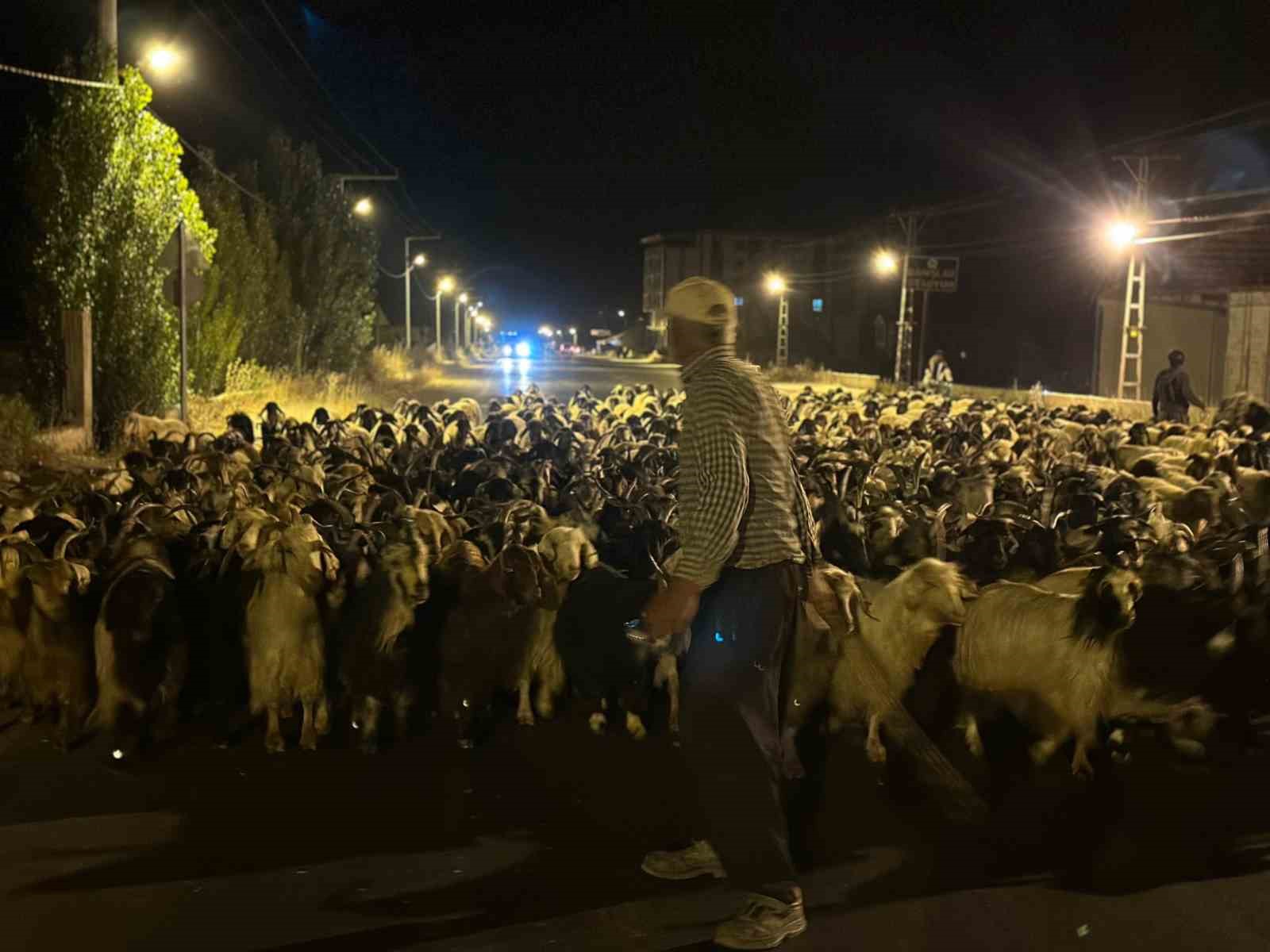 Koyun sürüsünün ilçe merkezinden geçişi sırasında renkli görüntüler ortaya çıktı
