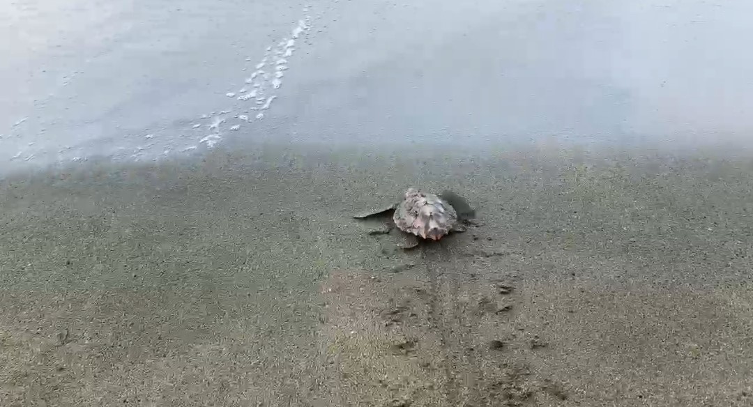 Cankurtaranlar çuvala dolanan caretta carettayı kurtardı
