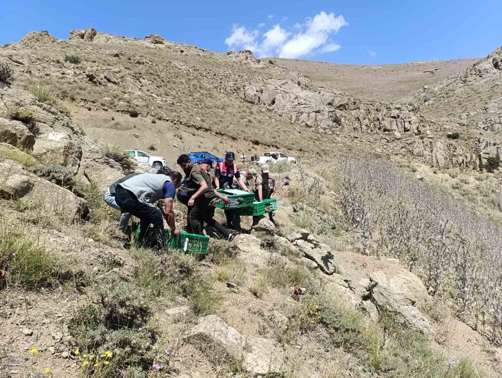 Ağrı’da keklikler doğaya salındı
