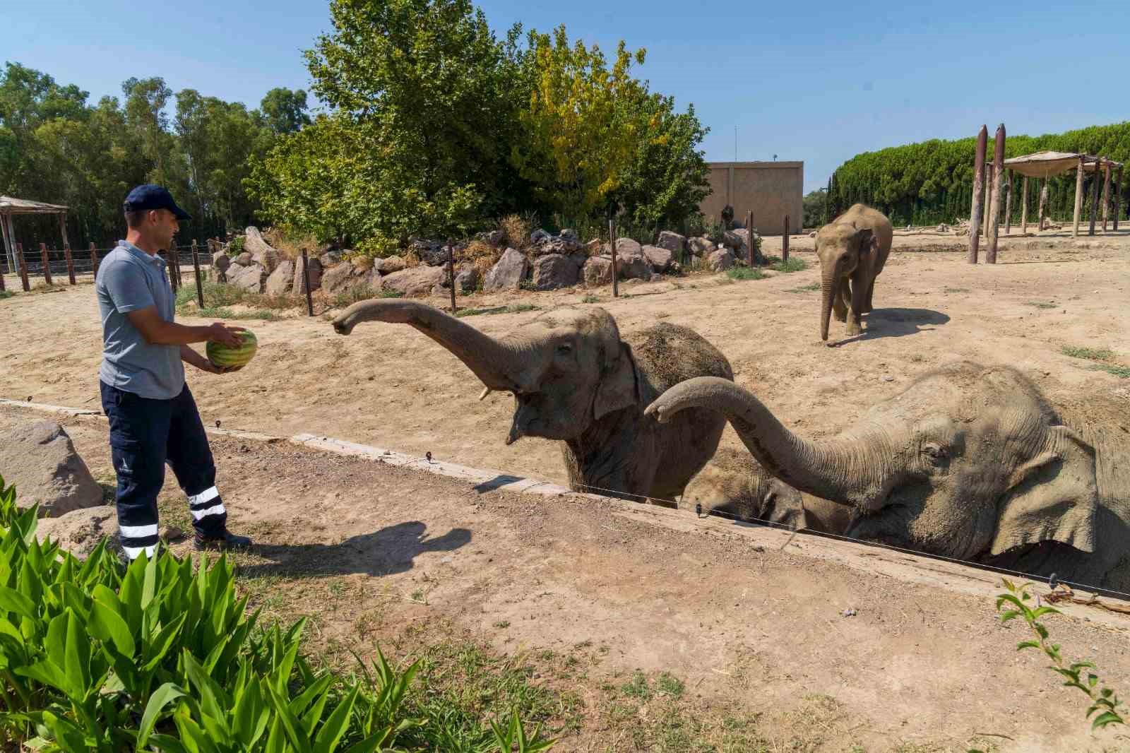 İzmirli çiftçi, tarlada kalan karpuzunu hayvanlara dağıttı
