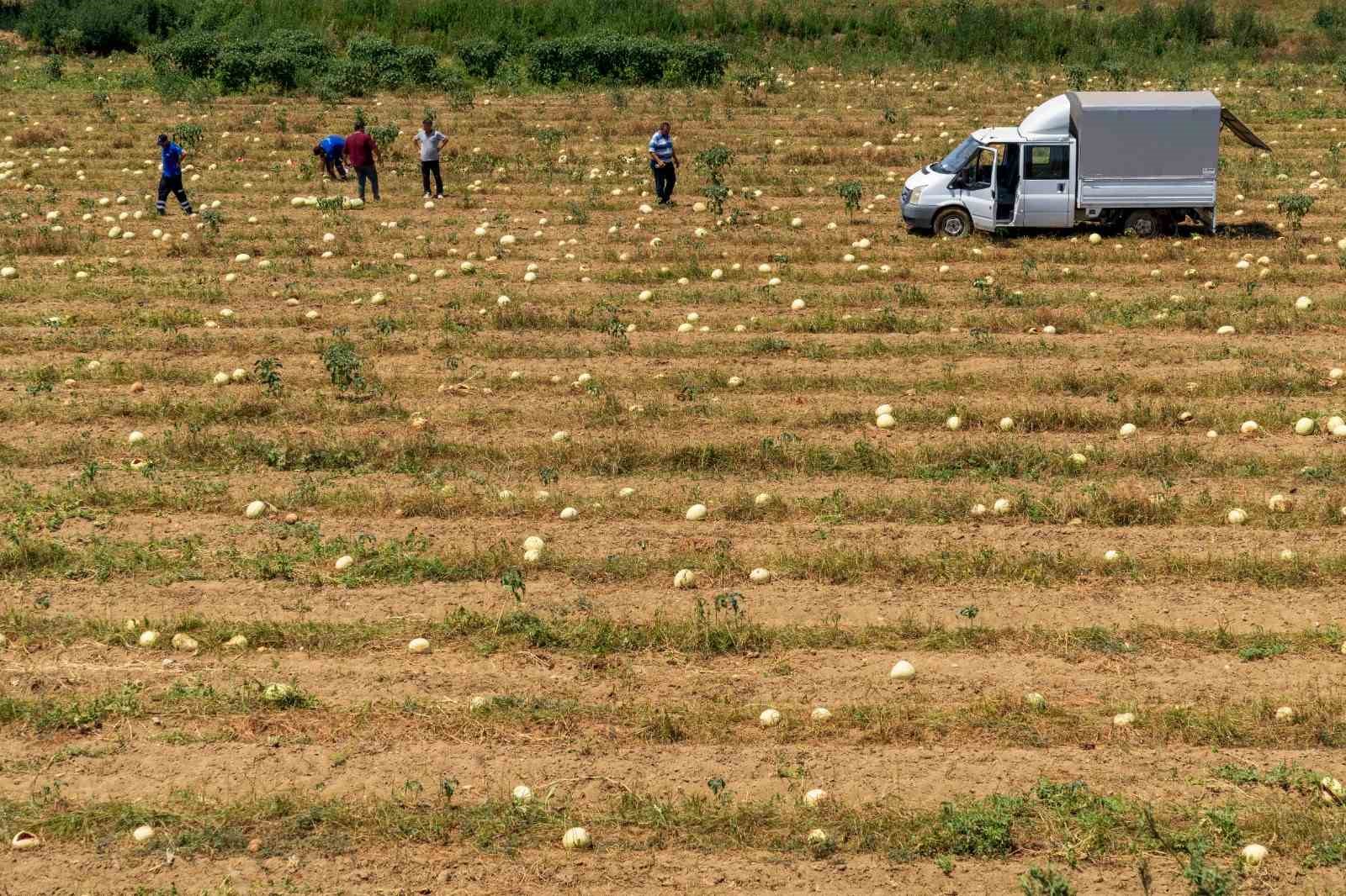 İzmirli çiftçi, tarlada kalan karpuzunu hayvanlara dağıttı
