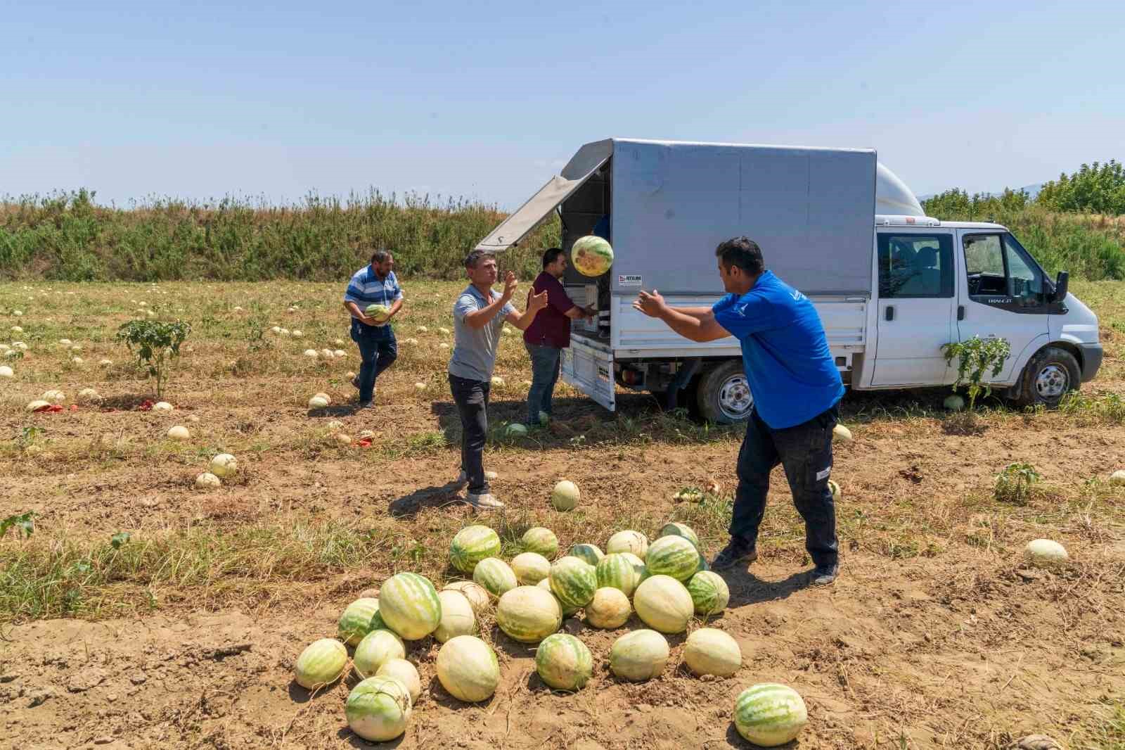 İzmirli çiftçi, tarlada kalan karpuzunu hayvanlara dağıttı
