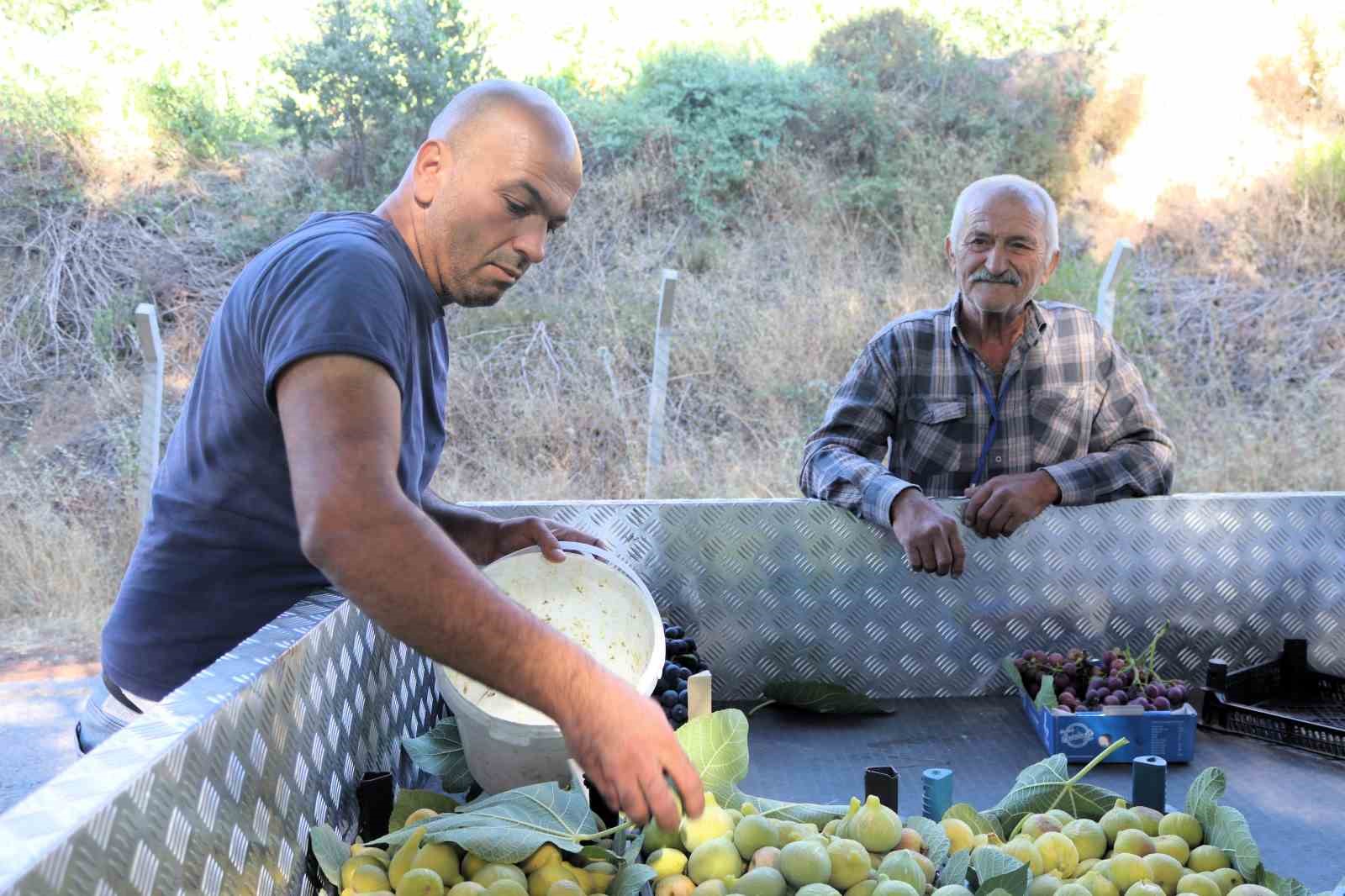 Sıcaklıklar İzmir’de incir hasadını 10 gün erkene çekti
