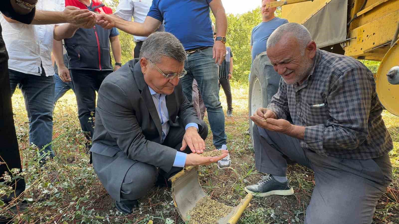 Sinop’ta karabuğday hasadı
