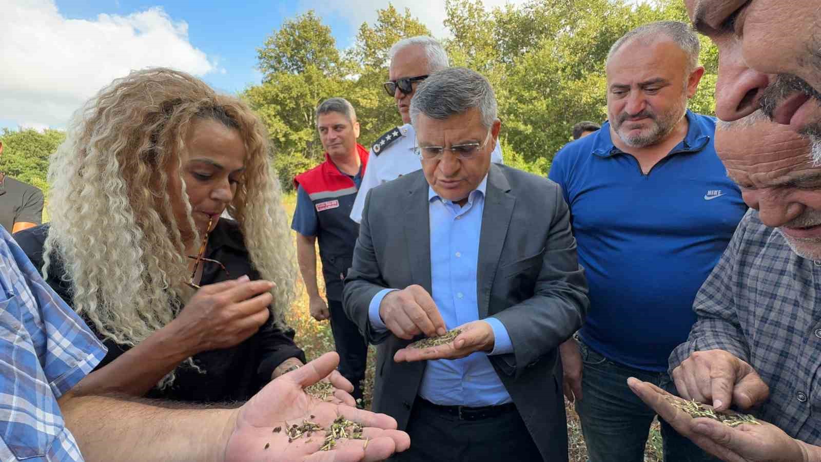 Sinop’ta karabuğday hasadı
