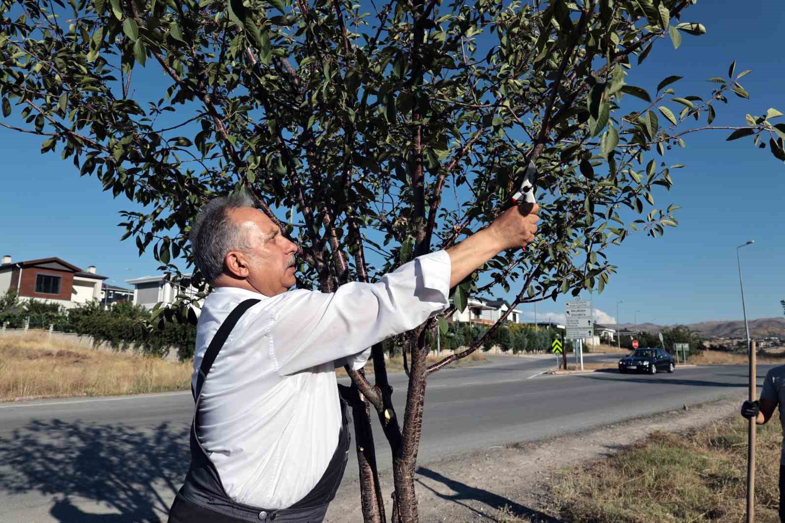 Talas’ın bahçıvan başkanı
