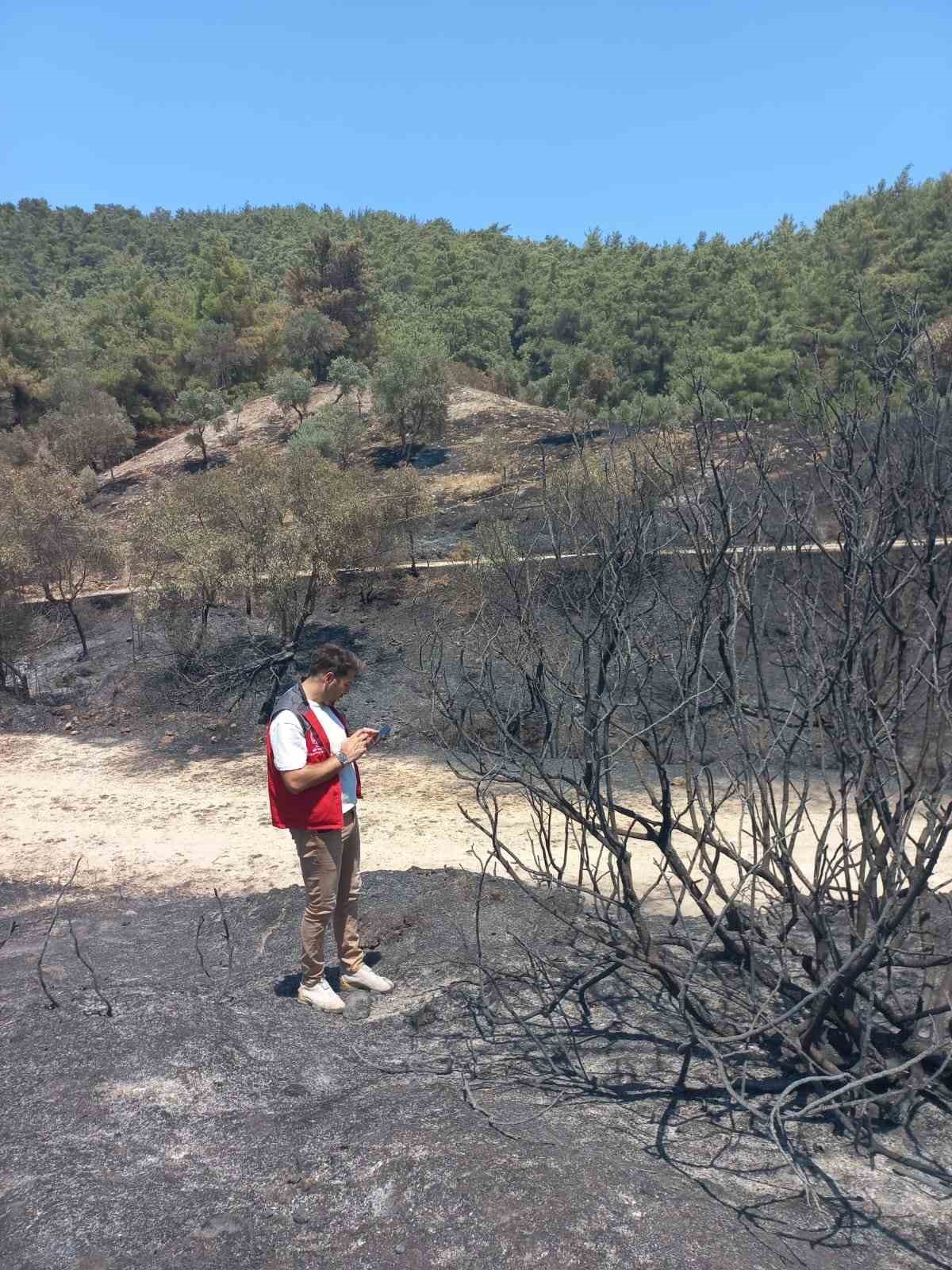 Milas yangınında 13 dekar tarım alanı zarar gördü
