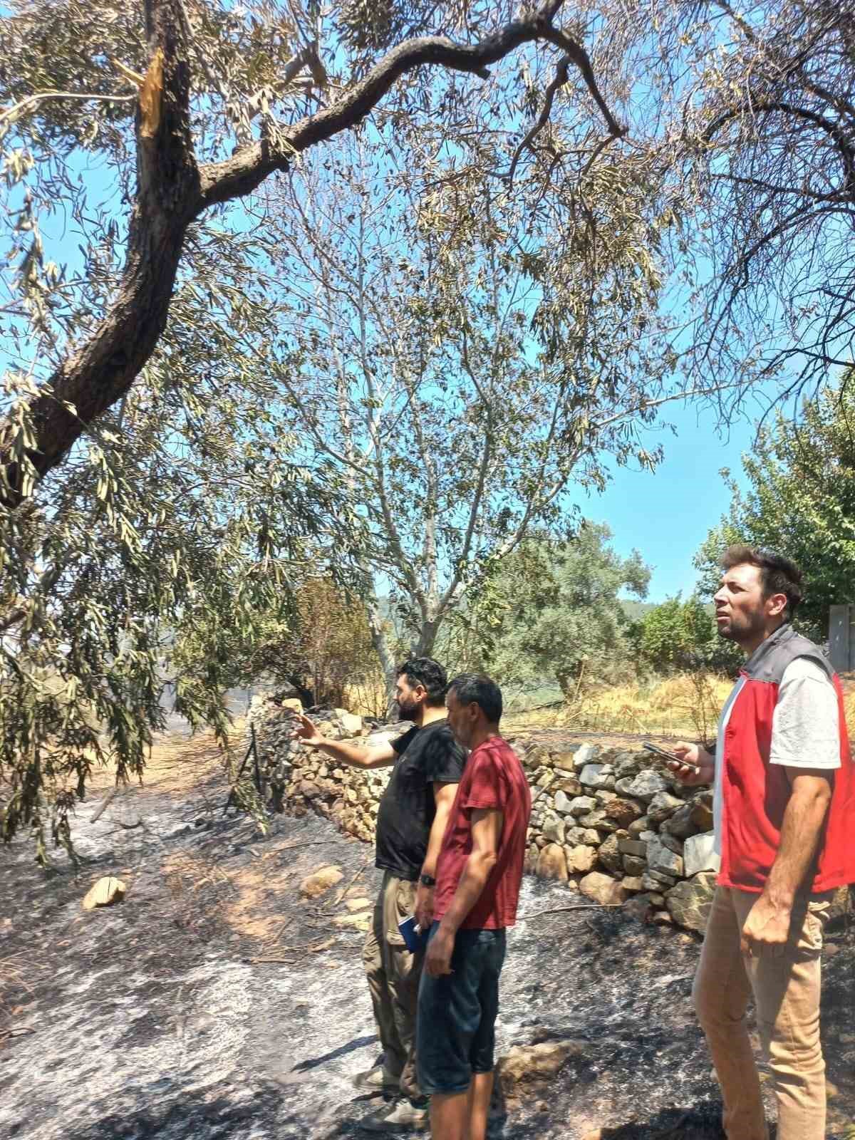 Milas yangınında 13 dekar tarım alanı zarar gördü
